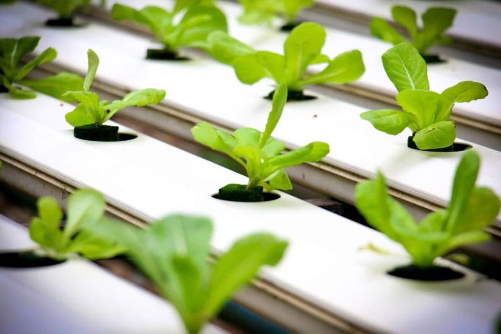 The application of plastics in soilless cultivation (hydroponic system)