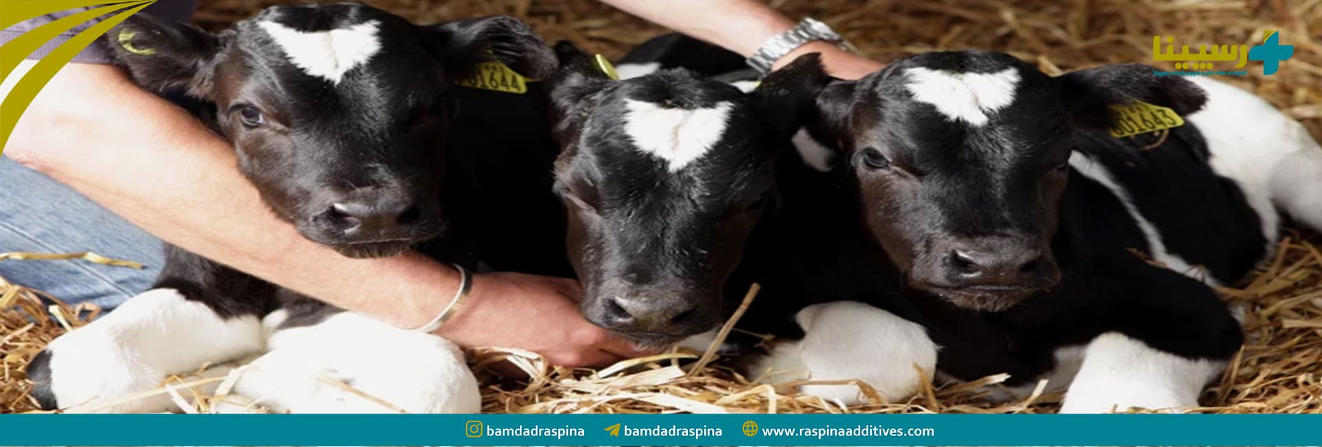 Help in reviving a newborn calf