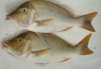 ماهی سنگ‌سر