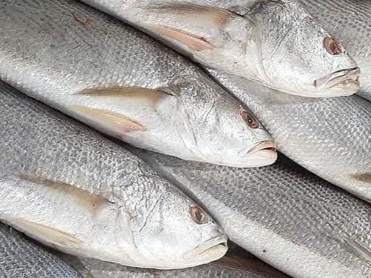 ماهی شوریده